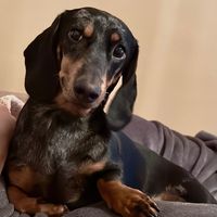 hugobosshound