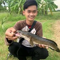 jeng2181