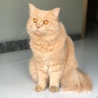 shigarmeow