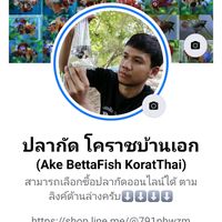 ake_bettafish_korat