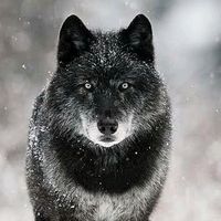 alphamentality6