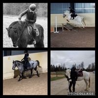 equestrian_hastliv