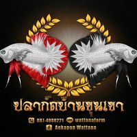 aekaponwattana