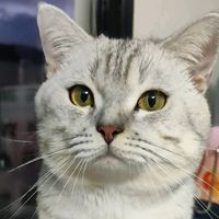 captain.marvel.cat