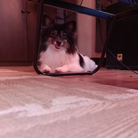muninggels