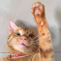 harleykittymeowmeow