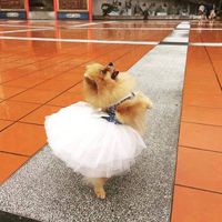 yayeepompom