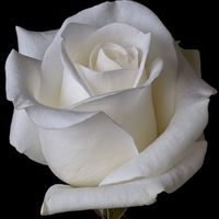 fresh_rose
