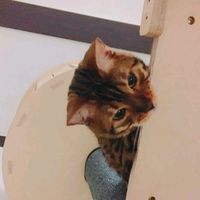 arinaughtycat